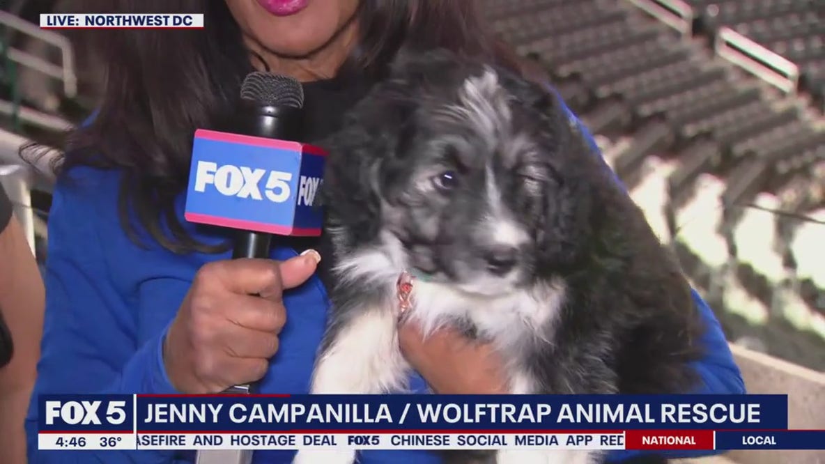 Caps and K-9s: Capitals hold event encouraging pet adoption
